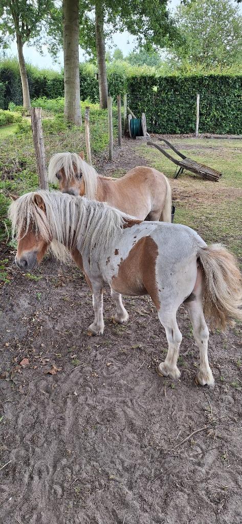 shetland pony's, Dieren en Toebehoren, Pony's, Ruin, Ingeënt