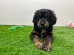 Chiots croisé Golden Retriever et Bouvier Bernois, Parvovirose, Plusieurs, Belgique, Plusieurs animaux