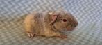 Schattige US Teddy cavia, Animaux & Accessoires, Rongeurs, Mâle, Cobaye, Domestique