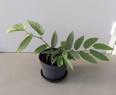 Stippenbegonia - Begonia maculata, Huis en Inrichting, Kamerplanten, In pot, Ophalen