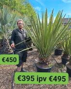 Spaanse yucca faxoniana, Ophalen of Verzenden