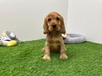 Engelse Cocker Spaniel pups, België, Reu, 8 tot 15 weken, CDV (hondenziekte)