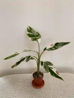 Bananenplant Variegata, Ophalen of Verzenden
