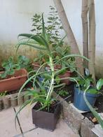 Aloe vera, Jardin & Terrasse, Plantes | Jardin, Enlèvement ou Envoi