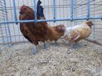 Antwerpse baardkriel trio (gereserveerd), Dieren en Toebehoren, Meerdere dieren, Geringd