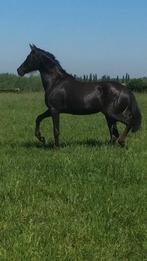 Andalusier (pre), Dieren en Toebehoren, Paarden, Merrie, Minder dan 160 cm, Gechipt, Zadelmak