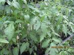 Tomatenplanten, Tuin en Terras, Planten | Tuinplanten, Ophalen, Volle zon, Groenteplanten, Eenjarig