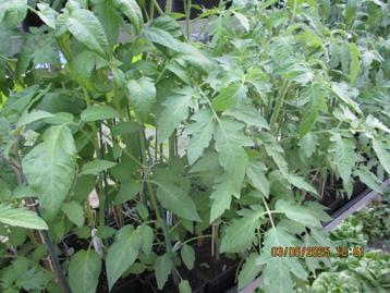 Tomatenplanten beschikbaar voor biedingen