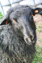 Mooie ram Gotland pelsschaap 2024, Dieren en Toebehoren, Schapen, Geiten en Varkens, Mannelijk, Schaap, 0 tot 2 jaar