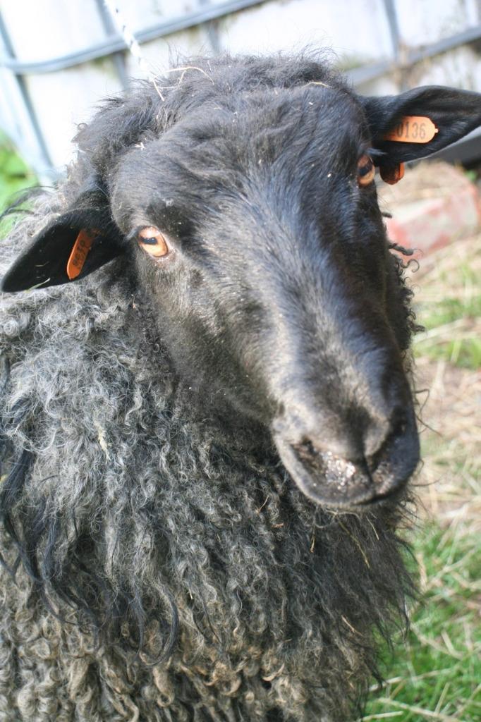 Mooie ram Gotland pelsschaap 2024, Dieren en Toebehoren, Schapen, Geiten en Varkens, Schaap, Mannelijk, 0 tot 2 jaar
