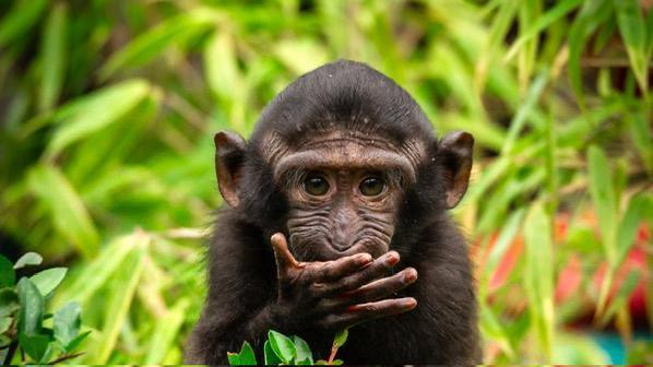 Tickets voor ZOO Planckendael!, Tickets en Kaartjes, Recreatie | Dierentuinen, Drie personen of meer, Ticket of Toegangskaart