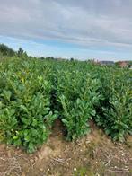 paplaurier, Tuin en Terras, Ophalen of Verzenden