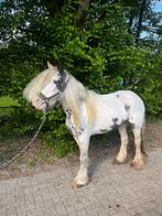 Lieve kinderponys Tinker, Merrie, B, Gechipt, 7 tot 10 jaar