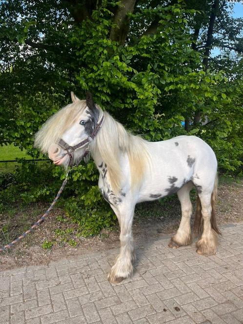 Lieve kinderponys Tinker, Dieren en Toebehoren, Pony's, Merrie, B, D pony (1.37m tot 1.48m), Recreatiepony, 7 tot 10 jaar, Gechipt