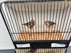 3 Koppel zebravinken te koop plus 2 losse mannen, Dieren en Toebehoren, Vogels | Overige Vogels, Meerdere dieren, Tropenvogel
