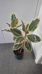Ficus Tineke, Huis en Inrichting, Kamerplanten, Ophalen, Ficus, Halfschaduw, In pot