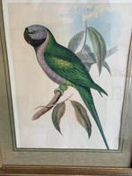 John Gould: Derby parkiet kleurenlitho, Antiek en Kunst, Ophalen of Verzenden