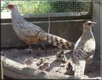 fazant Wallich Cheer, Meerdere dieren