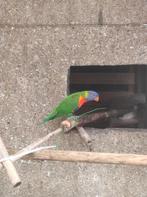 Geringde mannelijke lori met geslachtspapieren te koop, Dieren en Toebehoren, Vogels | Parkieten en Papegaaien, Geringd