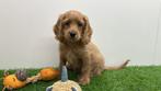 Cockapoo pups, Dieren en Toebehoren, Honden | Chihuahua's en Gezelschapshonden, België, Overige rassen, 8 tot 15 weken, CDV (hondenziekte)