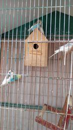 Grasparkieten, Dieren en Toebehoren
