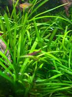 Red cherry garnalen, Dieren en Toebehoren, Vissen | Aquariumvissen, Kreeft, Krab of Garnaal, Zoetwatervis