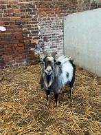 Dwerggeit bokje, Dieren en Toebehoren, Mannelijk, Geit, 0 tot 2 jaar