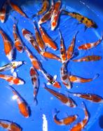 Sakazume Tosai, nu zeer voordelig te koop., Dieren en Toebehoren, Vissen | Vijvervissen, Karper of Koi