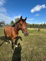 2jarige dressuurruin, Dieren en Toebehoren, Paarden, Gechipt, Ruin, Dressuurpaard, 0 tot 2 jaar