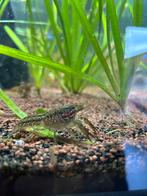 Gratis Marmerkreeftjes, Dieren en Toebehoren, Vissen | Aquariumvissen