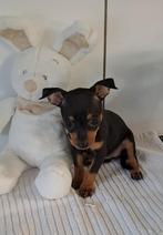 Dwergpinschertjes, Dieren en Toebehoren, Honden | Bulldogs, Pinschers en Molossers, België, Overige rassen, CDV (hondenziekte)
