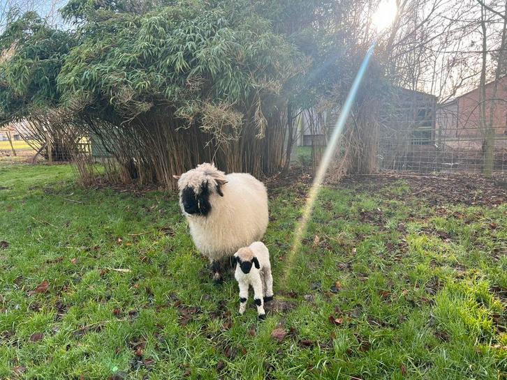Walliser ooi met papfles ramlam, Dieren en Toebehoren, Schapen, Geiten en Varkens, Schaap