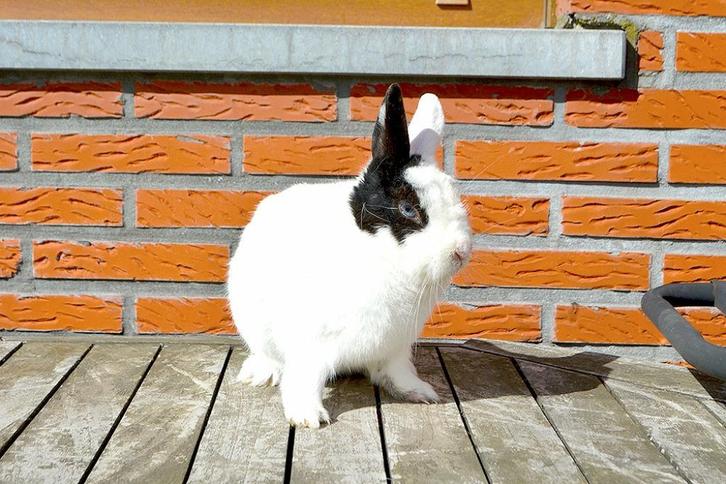Gecastreerde rammelaar, Dieren en Toebehoren, Konijnen, Klein