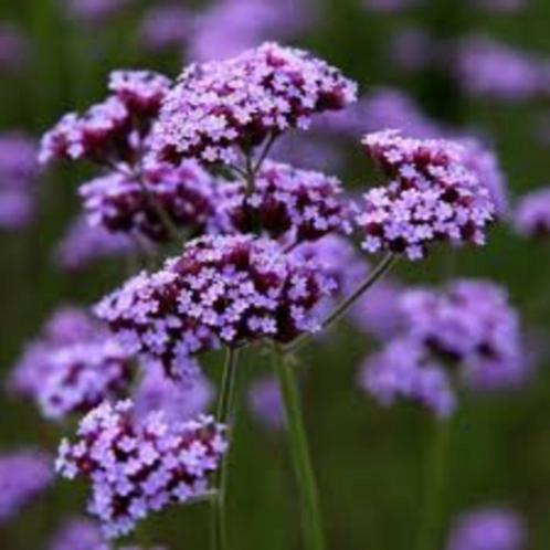 Verbena bonariensis planten, Tuin en Terras, Planten | Tuinplanten, Vaste plant, Overige soorten, Ophalen
