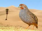 KWARTELS, Dieren en Toebehoren, Pluimvee, Meerdere dieren