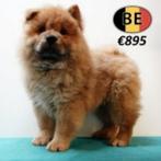 Schattige mannelijke Chow Chow-puppy’s te koop (Belgisch), Dieren en Toebehoren, België, 15 weken tot 1 jaar, CDV (hondenziekte)