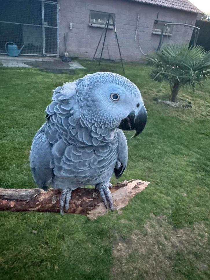 Grijze roodstaart man, Dieren en Toebehoren, Vogels | Parkieten en Papegaaien, Papegaai, Mannelijk, Geringd