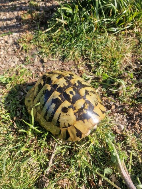 Griekse  Landschildpad  vrouw, Dieren en Toebehoren, Reptielen en Amfibieën, Schildpad, 11 jaar of ouder