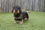 Ruwharige dwerg teckel pups met stamboom, Dieren en Toebehoren, Honden | Teckels en Dashonden, België, CDV (hondenziekte), 8 tot 15 weken