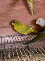 Parkiet, Dieren en Toebehoren, Vrouwelijk, Parkiet, Geringd