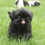 Shih-Tzu, Dieren en Toebehoren, Honden | Chihuahua's en Gezelschapshonden, België, Overige rassen, CDV (hondenziekte), 8 tot 15 weken