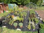 vaste planten, Ophalen, Vaste plant, Overige soorten