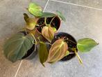 Philodendron scandens 'Micans', Ophalen, Overige soorten, Halfschaduw, In pot
