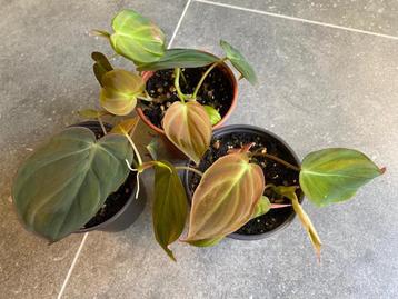 Philodendron scandens 'Micans' beschikbaar voor biedingen