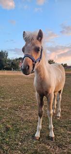 Palomino bont minipaardje van 2025., Hengst, Recreatiepony, Gechipt, 0 tot 2 jaar