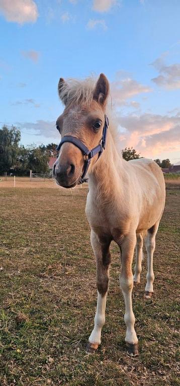 Palomino bont minipaardje van 2025. beschikbaar voor biedingen