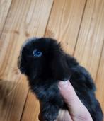 Prachtig nederlands dwerg hangoortje met blauwe oogjes, Dieren en Toebehoren, Konijnen, Dwerg