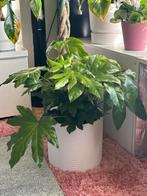 Grote vingerplant potmaat 25 cm, Huis en Inrichting, Ophalen