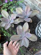 Echeveria gibbiflora metallica, Ophalen, Vaste plant, Volle zon