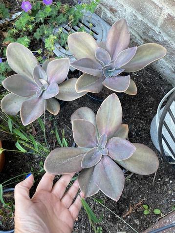 Echeveria gibbiflora metallica  beschikbaar voor biedingen
